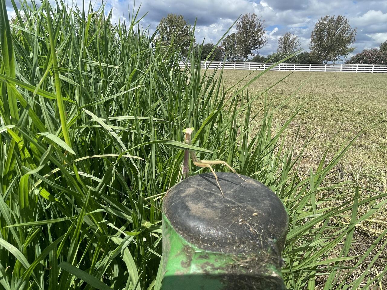 Hab ich beim Rasenmähen aufgegabelt