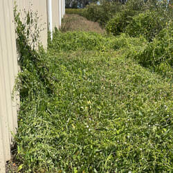 Das haben wir alles frei geschnitten. Diese Schlingpflanzen konnte man aufrollen wie ein Teppich