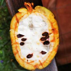 Oder doch kein Kakao? 🤔