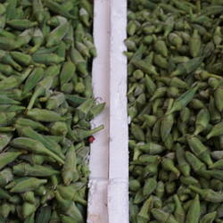 Okra - a staple of Middle Eastern cooking