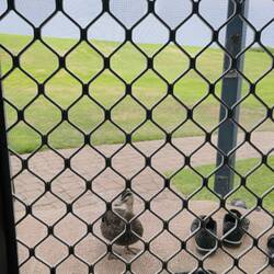 Ella's duck Tag turned up at our front door in the morning 🥰