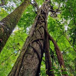 Würgefeige bei der Arbeit