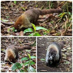Eine Gruppe von Nasenbären kreuzt unseren Weg
