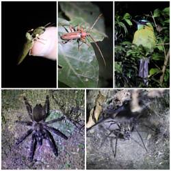 Tiere der Nacht 🕷