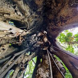 In manchen kann man sogar hochklettern