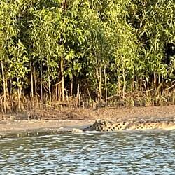 Crocodile about 4mtrs long and camera shy