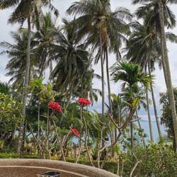 Van's Bungalows, soo pretty!!!!