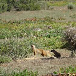 Mongoose