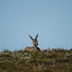 Common duiker