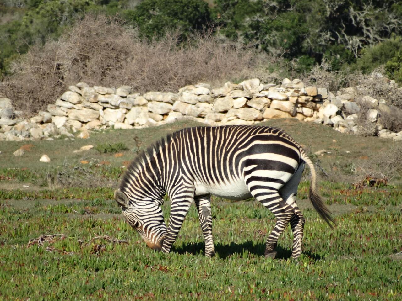 S'erst Mal es Zebra i freier Wildbahn🤗