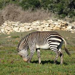 S'erst Mal es Zebra i freier Wildbahn🤗