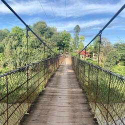Bamboo bridge