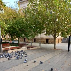 The pigeons on North Terrace look disgruntled this morning!