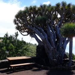 Mirador de los Dragos