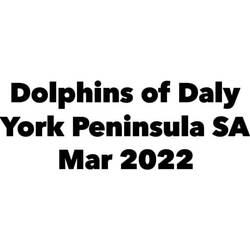 Swimming with the dolphins