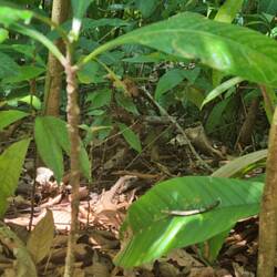 Wer entdeckt den Leguan?🙈🦎