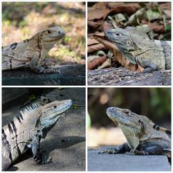 Iguanas beim Posieren 🙂