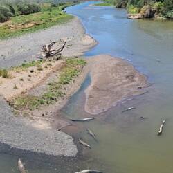Spitzkrokodile im Tarcoles-Fluss 🐊