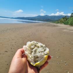 Irgendeine witzige Frucht, dessen Name ich nicht weiß🫒