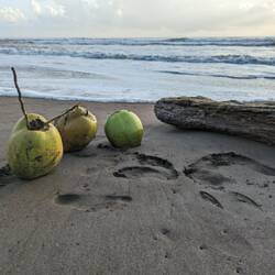 Kokosnüsse am Strand