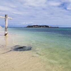 Stachelrochen am Hamelin Bay