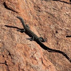 Lizard able to climb rock