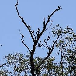 Birds song kept us company on out walk