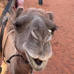Lucky the camel