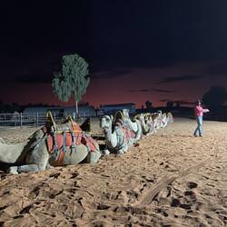 Getting ready for camel ride
