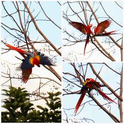 Unsere Aras beim Spielen und Kuscheln 🦜