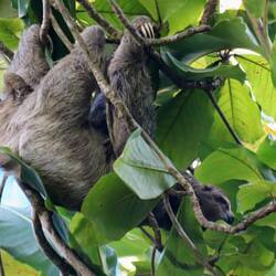 Unser Gartenbewohner 🦥