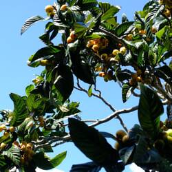 eindeutig zu viele reife Mispeln, die geerntet und gegessen werden mussten :)