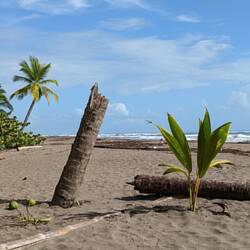 Strand von Tortuguero