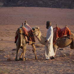 Dawn brings camels behind our tent
