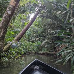 Kanu im Regenwald