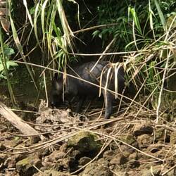 Tapir