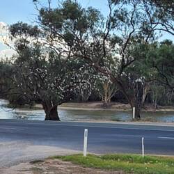 They have a corolla problem in Boundary Bend just like everywhere else.