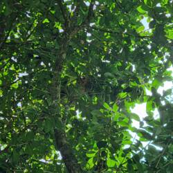 Wer findet das Faultier?