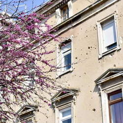 Judasbaum (symbolträchtig vor so einer Fassade)