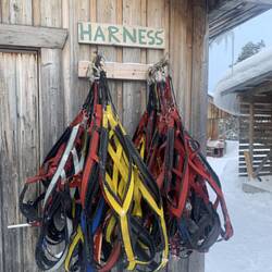Die Hundegeschirre - nach der Tour kommt alles wieder zurück an seinen Platz