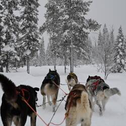 Unser Gespann: Julier, Arak, Echo, Simplon und Nome