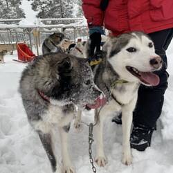 Echo & Loki mit Roman