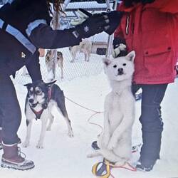 Schnappschuss vom Eingeschirren von Martin & Roman