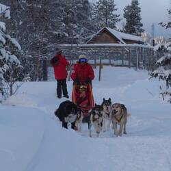 Auf gehts - unser starkes Gespann: hinten Akelei & Absinth, Elvis & Willow und vorne Delta & Amber