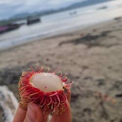 Rambutans
