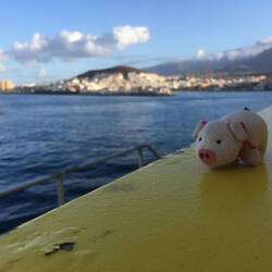 Guten Morgen Los Cristianos