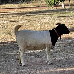 Goat looking sfor his two mates. Two cows that rjust roam around