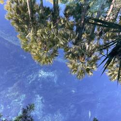Reflection and creek bed