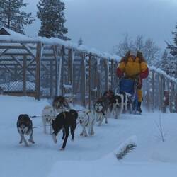 So fahren Profis - eine Frau mit 8 Huskies