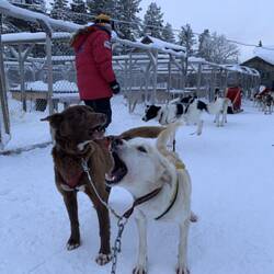 Aufregung vor dem Start: Milly & Silver, Timon, Thunder & Diamond